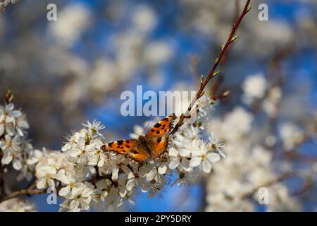 Una farfalla, la grande volpe, siede sui fiori di un albero da frutto. Foto Stock