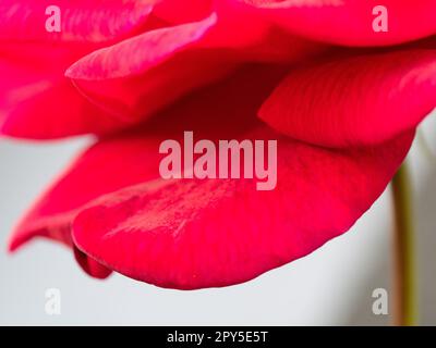Macro rosso brillante di petali di rosa, scarlatto, isolato Foto Stock