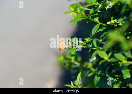 Piccola falena su pianta verde Foto Stock