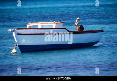 Brown Pelican ad Aruba Foto Stock