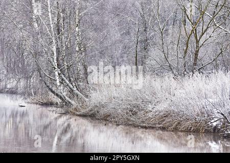 Neve nel parco naturale invernale. Clima freddo paesaggio forestale, alberi riflessi in acqua. Brina sull'erba, canna da zucchero. Nebbia di gennaio. Alba nel fiume della foresta. Ambiente rurale europeo Foto Stock