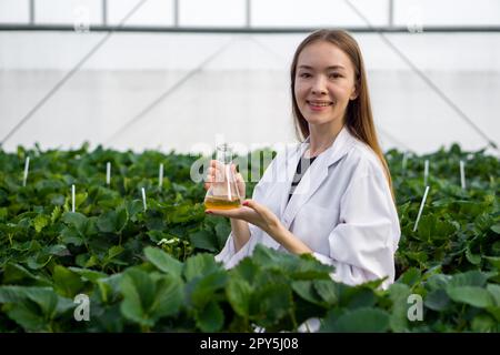 Scienziata botanica caucasica in abito bianco che tiene il matraccio di Erlenmeyer con la sostanza chimica gialla mentre lavora in un allevamento di fragole al coperto. Il concetto di coltivare verdure biologiche. Foto Stock