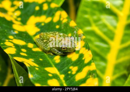 Boophis sibilans, rana dal Parco Nazionale di Ranomafana, Madagascar fauna selvatica Foto Stock