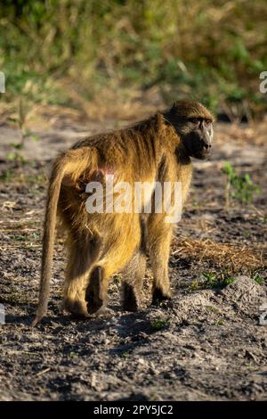 Il babbuino Chacma cammina al sole con le luci di catchlight Foto Stock