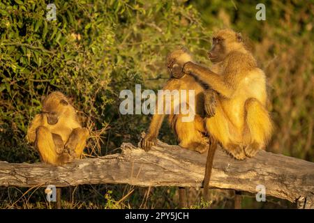 Babbuini Chacma grooming sul ramo vicino un altro Foto Stock