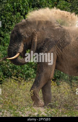 Primo piano di elefante africano con bagno di polvere Foto Stock