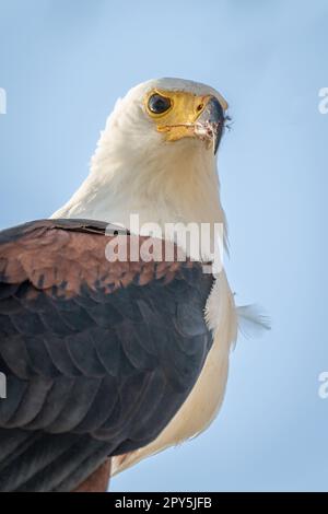 Primo piano dell'aquila di pesce africana che guarda verso il basso Foto Stock