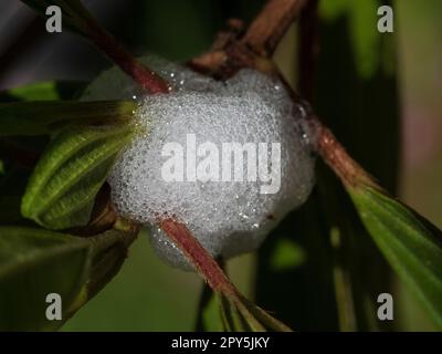 Bolle schiumose del bug spittle su una pianta di Tibouchina, si ritiene che Spittle fornisca protezione riducendo la disidratazione e dissuadendo i parassiti Foto Stock