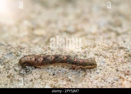 Il bruco di una falena, falena ghiacciata su una pietra. Un bruco delle farfalle, larva. Foto Stock