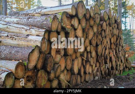 Una pila di legno, chiamata anche polter, nel mezzo di una foresta è in attesa di essere rimossa. Foto Stock