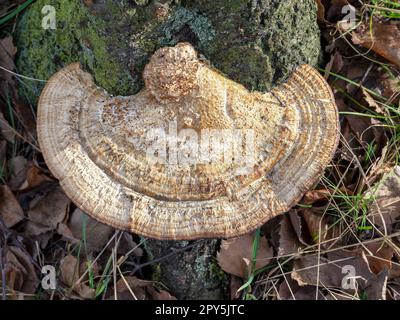 Fungo della staffa che cresce su un vecchio tronco dell'albero Foto Stock