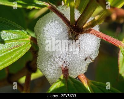 Bolle schiumose del bug spittle su una pianta di Tibouchina, si ritiene che Spittle fornisca protezione riducendo la disidratazione e dissuadendo i parassiti Foto Stock