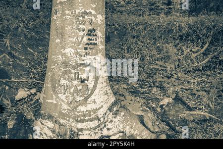 Cuore intagliato nel tronco d'albero Parco Nazionale dei Laghi di Plitvice Croazia. Foto Stock