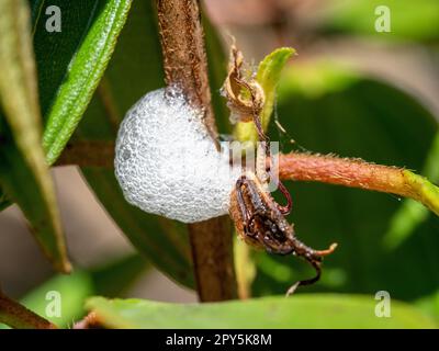 Bolle schiumose del bug spittle su una pianta di Tibouchina, si ritiene che Spittle fornisca protezione riducendo la disidratazione e dissuadendo i parassiti Foto Stock