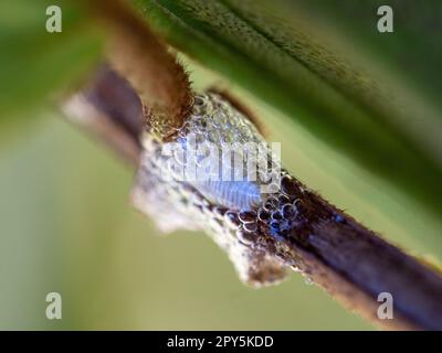 Bolle schiumose della ninfa di bug spittle su una pianta di Tibouchina Foto Stock