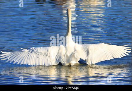 Cigno muto, apertura alare maschile fino a 2,40 m, peso fino a 12 kg Foto Stock