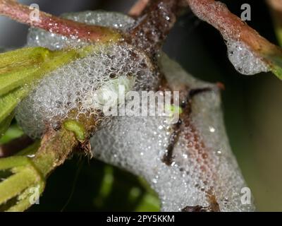 Bolle schiumose della ninfa di bug spittle su una pianta di Tibouchina Foto Stock