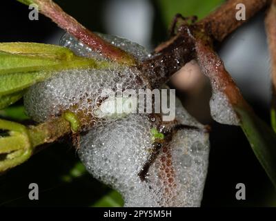 Bolle schiumose della ninfa di bug spittle su una pianta di Tibouchina Foto Stock