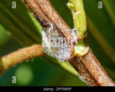 Bolle schiumose della ninfa di bug spittle su una pianta di Tibouchina Foto Stock