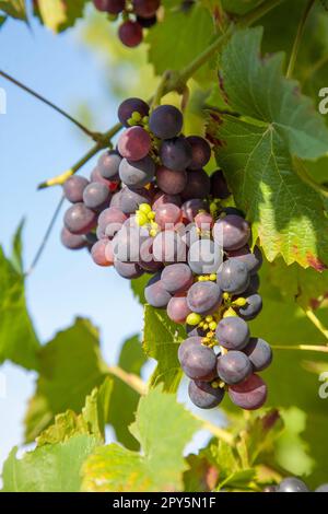 L'uva prospera bene alla casa Foto Stock