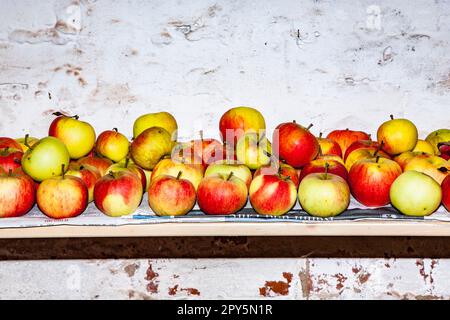 le mele sono conservate in cantina Foto Stock