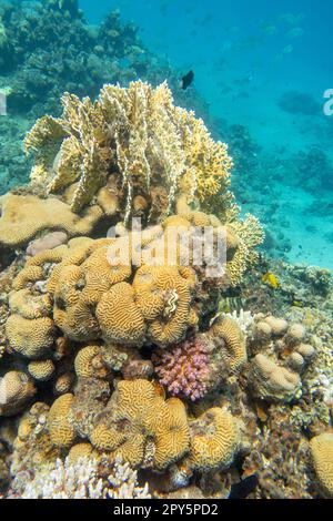 Colorata e pittoresca barriera corallina sul fondo del mare tropicale, coralli di fuoco e cervello, paesaggio subacqueo Foto Stock