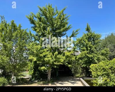 Ginkgo biloba Foto Stock