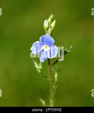 Gamander Honorary Award, Veronica, gamander Foto Stock