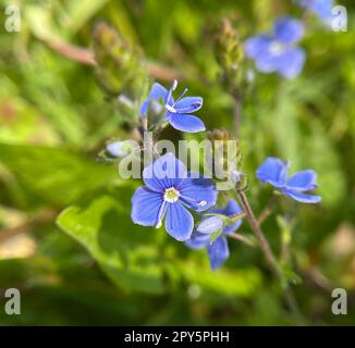 Gamander Honorary Award, Veronica, gamander Foto Stock