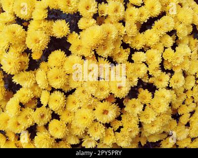 Crisantemi di colore giallo in un bouquet. Primo piano. Biglietto d'auguri per matrimonio o compleanno. Fiori autunnali della famiglia Asteraceae o Dendranthema. Consistenza floreale. Muro di fiori Foto Stock