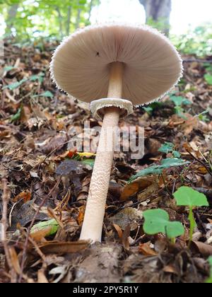 Il fungo Parasol Macrolepiota procera è una specie di funghi della famiglia dei champignon. I corpi di frutta sono centrali a forma di cappuccio. Saprotroph, cresce su terreni sabbiosi in foreste leggere con radure e bordi Foto Stock