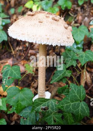 Il fungo Parasol Macrolepiota procera è una specie di funghi della famiglia dei champignon. I corpi di frutta sono centrali a forma di cappuccio. Saprotroph, cresce su terreni sabbiosi in foreste leggere con radure e bordi Foto Stock