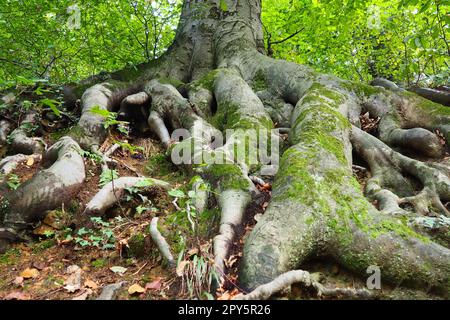 radici ricoperte di muschio verde. Banja Koviljaca, Serbia, parco terrazze. La radice è la parte sotterranea della pianta, che serve a rafforzarla nel terreno e ad assorbire acqua e nutrienti da essa. Foto Stock