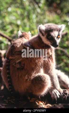 Lemure Ring-Tailed Foto Stock