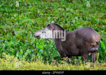 Primo piano di un Tapir che cammina lungo una laguna con piante d'acqua alla luce del tramonto, Pantanal Wetlands, Mato Grosso, Brasile Foto Stock