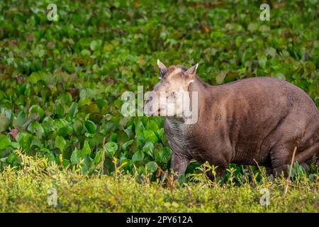 Primo piano di un Tapir che cammina lungo una laguna con piante d'acqua alla luce del tramonto, Pantanal Wetlands, Mato Grosso, Brasile Foto Stock