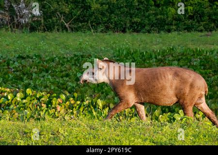 Primo piano di un Tapir camminando lungo una laguna con piante acquatiche alla luce del pomeriggio, Pantanal Wetlands, Mato Grosso, Brasile Foto Stock