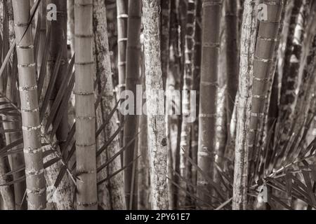 Palme di bambù gialle verdi Rio de Janeiro Brasile. Foto Stock