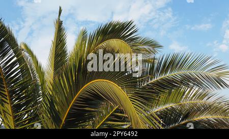 Rami di palma contro il cielo blu. Tempo soleggiato. Vacanza al resort. Le foglie di cocco e di dattero oscillano. Il cielo blu. Turismo e viaggi in un luogo tropicale. Montenegro, palme. Vacanza Plage. Foto Stock