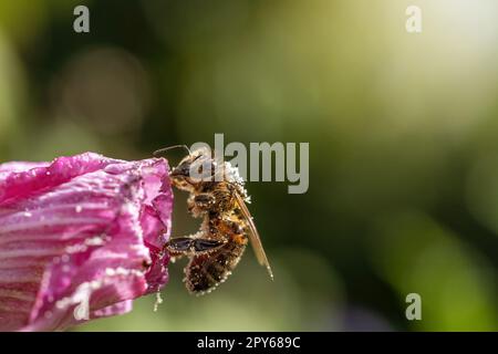 Foto macro di api mellifere in posa su Hibiscus fiore primo piano. Foto Stock