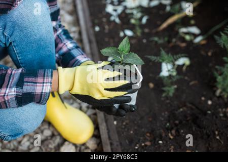 Mani femminili che tengono il terreno con una pianta giovane. Piantare piantine nel terreno. C'è una spalla nelle vicinanze. Il concetto di conservazione della natura, dell'agricoltura e del giardinaggio Foto Stock