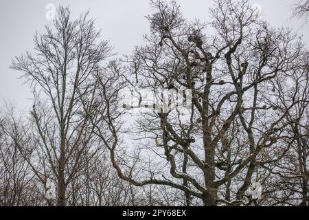 vecchio albero con molte palle durante le escursioni invernali Foto Stock