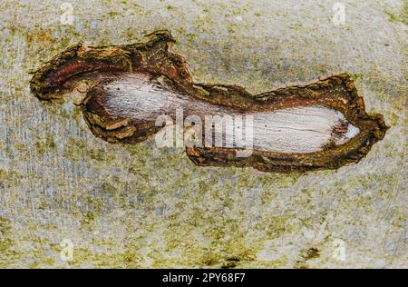 lesione nella corteccia da un albero in un dettaglio della foresta Foto Stock