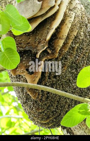 Primo piano di un nido di api selvatiche in un albero con foglie verdi, Pantanal Wetlands, Mato Grosso, Brasile Foto Stock