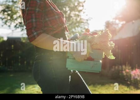 Donna contadina che tiene una scatola di legno piena di verdure crude fresche. Cestino con cavolo di verdure, carote, cetrioli, ravanelli, insalata, aglio e pepe in mani femminili. Foto Stock