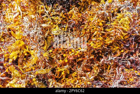 Bellissima spiaggia caraibica sporca e sporca, problema con le alghe, Messico. Foto Stock