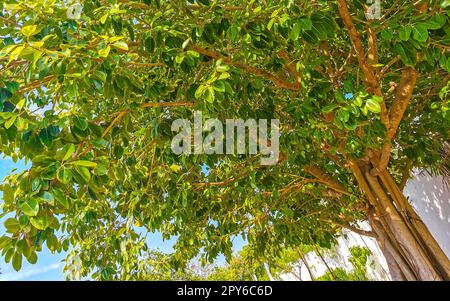 Grande e bellissima Ficus maxima fichi Playa del Carmen Messico. Foto Stock