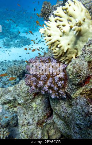 Barriera corallina colorata e pittoresca sul fondo sabbioso del mare tropicale, coralli di pietra e pesci anthias, paesaggio subacqueo Foto Stock