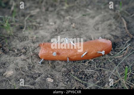Primo piano di una salsiccia con chiodi adagiati sul prato. Esca velenosa per cani. Foto Stock