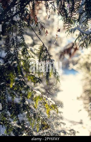 Primo piano fiocchi di neve che cadono dai rami di abete bianco concept photo Foto Stock